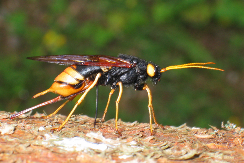 Avispa gigante de la madera. Pese a su nombre no es una avispa, sino un sĂnfito. Foto: Wikipedia